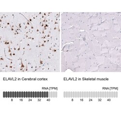 ELAVL2 Antibody (CL15323) - Azide and BSA Free, Novus Biologicals 100 ul;