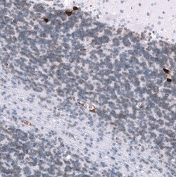 ELAVL2 Antibody (CL15323) - Azide and BSA Free, Novus Biologicals 100 ul;