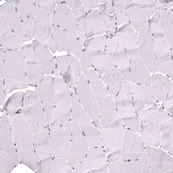 ELAVL2 Antibody (CL15323) - Azide and BSA Free, Novus Biologicals 100 ul;