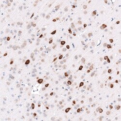 ELAVL2 Antibody (CL15323) - Azide and BSA Free, Novus Biologicals 100 ul;