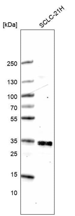 ELAVL2 Antibody (CL15323) - Azide and BSA Free, Novus Biologicals 100 ul;