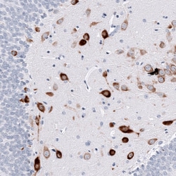 ELAVL2 Antibody (CL15323) - Azide and BSA Free, Novus Biologicals 100 ul;