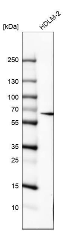 IL-10R alpha Antibody (CL8203) - Azide and BSA Free, Novus Biologicals