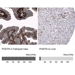 Periostin/OSF-2 Antibody (CL12090) - Azide and BSA Free, Novus Biologicals