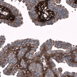 Periostin/OSF-2 Antibody (CL12090) - Azide and BSA Free, Novus Biologicals