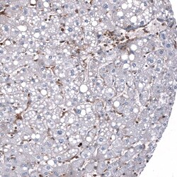 Periostin/OSF-2 Antibody (CL12090) - Azide and BSA Free, Novus Biologicals