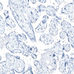 AGER Antibody (CL10591) - Azide and BSA Free, Novus Biologicals 100 ul;