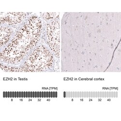EZH2/KMT6 Antibody (CL11945) - Azide and BSA Free, Novus Biologicals 100