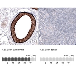 ABCB5 Antibody (CL13618) - Azide and BSA Free, Novus Biologicals 100 ul;