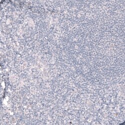 ABCB5 Antibody (CL13618) - Azide and BSA Free, Novus Biologicals 100 ul;