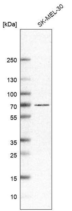 GPR97 Antibody (CL11463) - Azide and BSA Free, Novus Biologicals 100 ul;
