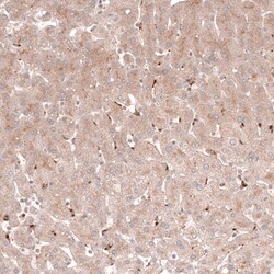 Porimin Antibody (CL14381) - Azide and BSA Free, Novus Biologicals 100