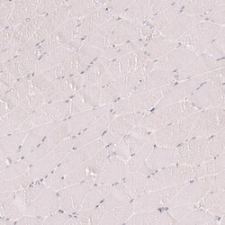Porimin Antibody (CL14381) - Azide and BSA Free, Novus Biologicals 100