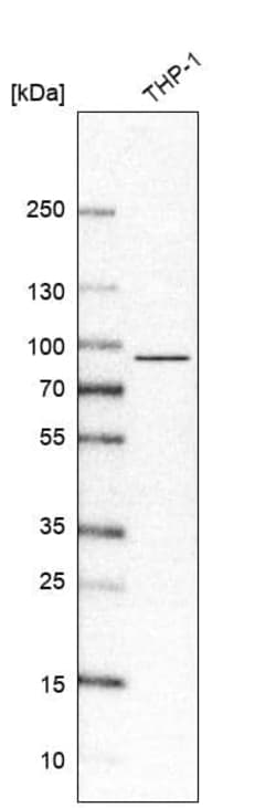 IL-17RA/IL-17R Antibody (CL10283) - Azide and BSA Free, Novus Biologicals