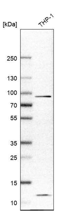 IL-17RA/IL-17R Antibody (CL10309) - Azide and BSA Free, Novus Biologicals