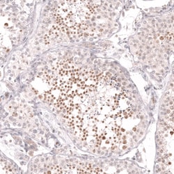 CDC2L6 Antibody (CL14116) - Azide and BSA Free, Novus Biologicals 100 ul;