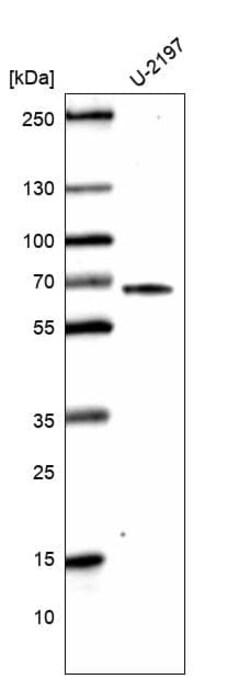 CDC2L6 Antibody (CL14116) - Azide and BSA Free, Novus Biologicals 100 ul;