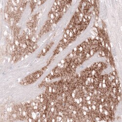 GPR88 Antibody (CL15190) - Azide and BSA Free, Novus Biologicals 100 ul;