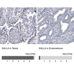 SALL4 Antibody (CL12180) - Azide and BSA Free, Novus Biologicals 100 ul;
