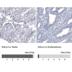 SALL4 Antibody (CL12183) - Azide and BSA Free, Novus Biologicals 100 ul;
