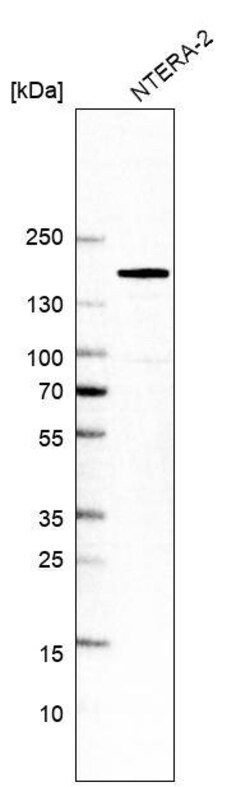 SALL4 Antibody (CL12183) - Azide and BSA Free, Novus Biologicals 100 ul;