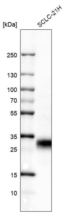 GITR/TNFRSF18 Antibody (CL7787) - Azide and BSA Free, Novus Biologicals