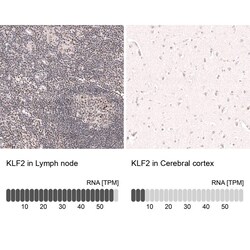 KLF2 Antibody (CL14502) - Azide and BSA Free, Novus Biologicals 100 ul;
