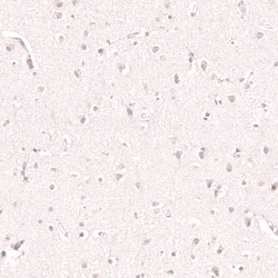 KLF2 Antibody (CL14502) - Azide and BSA Free, Novus Biologicals 100 ul;