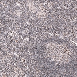 KLF2 Antibody (CL14502) - Azide and BSA Free, Novus Biologicals 100 ul;