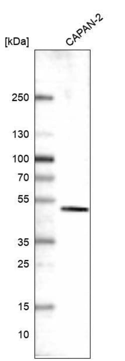 KLF2 Antibody (CL14502) - Azide and BSA Free, Novus Biologicals 100 ul;