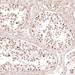 KLF2 Antibody (CL14502) - Azide and BSA Free, Novus Biologicals 100 ul;