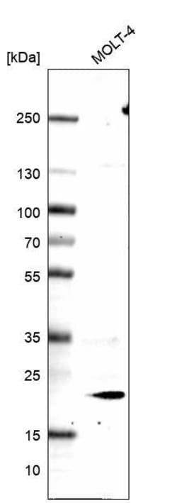 ICOS Antibody (CL14825) - Azide and BSA Free, Novus Biologicals™