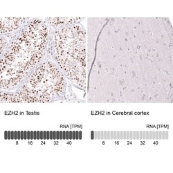 EZH2/KMT6 Antibody (CL11960) - Azide and BSA Free, Novus Biologicals 100