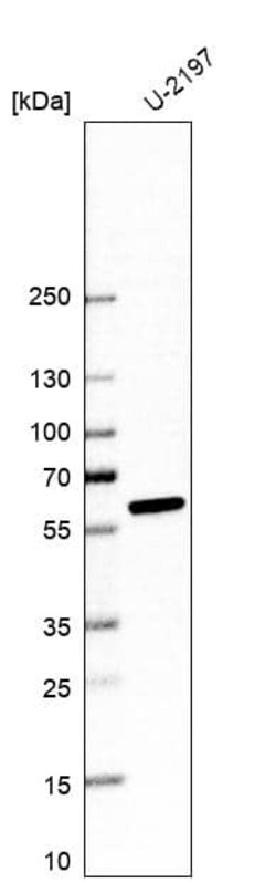 ALDH1A3 Antibody (CL11968) - Azide and BSA Free, Novus Biologicals 100
