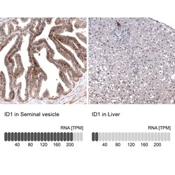 ID1 Antibody (CL11995) - Azide and BSA Free, Novus Biologicals 100 ul;