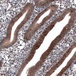 ID1 Antibody (CL11995) - Azide and BSA Free, Novus Biologicals 100 ul;
