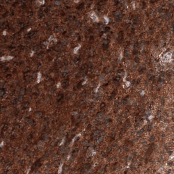 ID1 Antibody (CL11995) - Azide and BSA Free, Novus Biologicals 100 ul;