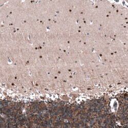 ID1 Antibody (CL11995) - Azide and BSA Free, Novus Biologicals 100 ul;