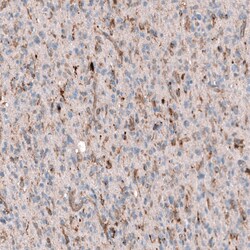 Periostin/OSF-2 Antibody (CL12087) - Azide and BSA Free, Novus Biologicals