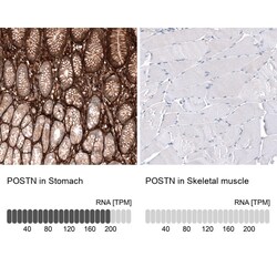 Periostin/OSF-2 Antibody (CL12087) - Azide and BSA Free, Novus Biologicals