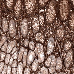 Periostin/OSF-2 Antibody (CL12087) - Azide and BSA Free, Novus Biologicals