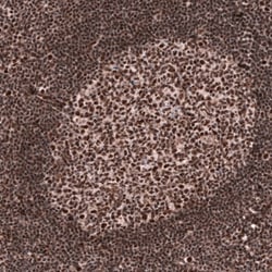 FoxM1 Antibody (CL12131) - Azide and BSA Free, Novus Biologicals 100 ul;