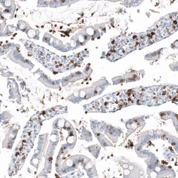 CD5 Antibody (CL12334) - Azide and BSA Free, Novus Biologicals 100 ul;