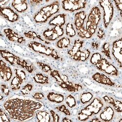 Neprilysin/CD10 Antibody (CL12448) - Azide and BSA Free, Novus Biologicals