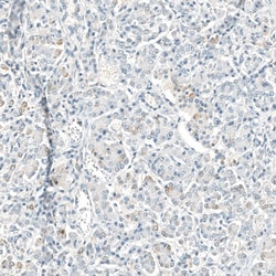 Neprilysin/CD10 Antibody (CL12448) - Azide and BSA Free, Novus Biologicals