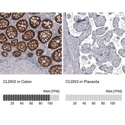 Claudin-3 Antibody (CL13129) - Azide and BSA Free, Novus Biologicals™
