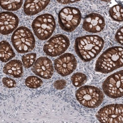 Claudin-3 Antibody (CL13129) - Azide and BSA Free, Novus Biologicals 100