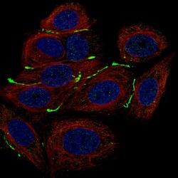 Claudin-3 Antibody (CL13129) - Azide and BSA Free, Novus Biologicals 100