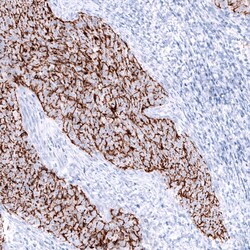 Claudin-3 Antibody (CL13128) - Azide and BSA Free, Novus Biologicals 100