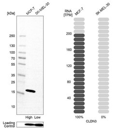 Claudin-3 Antibody (CL13128) - Azide and BSA Free, Novus Biologicals 100